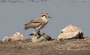 Great Stone-curlew