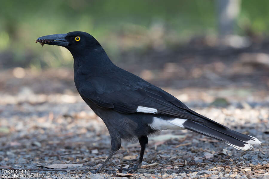 Pied Currawongadult, eats