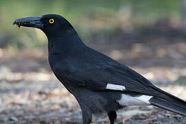 Pied Currawong