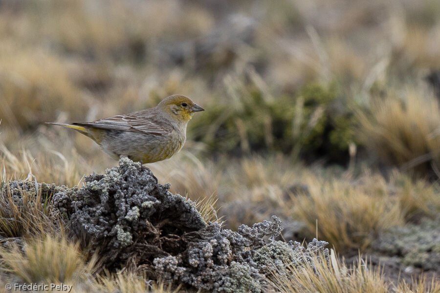 Greater Yellow Finchadult