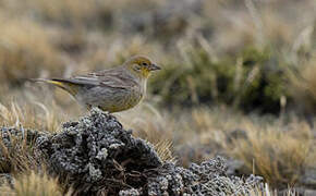 Greater Yellow Finch