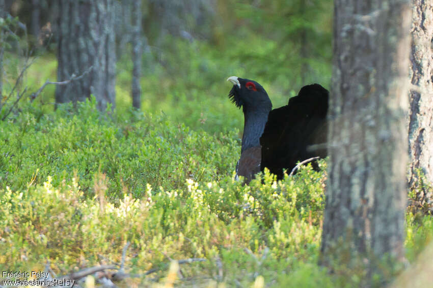 Grand Tétras mâle adulte, habitat