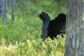 Western Capercaillie