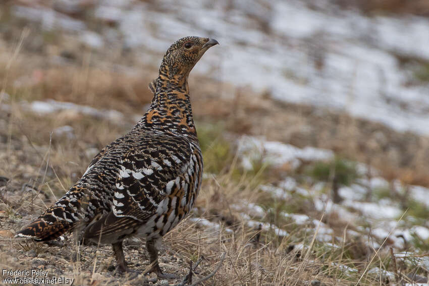 Western Capercaillie female adult breeding, identification