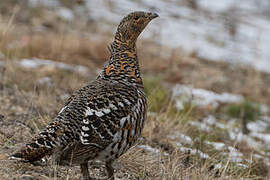 Western Capercaillie