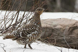 Western Capercaillie