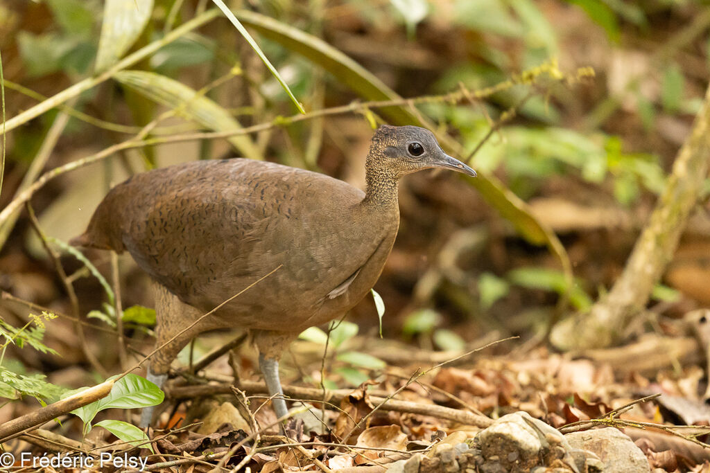 Grand Tinamou