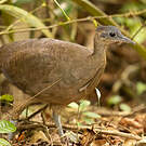 Grand Tinamou