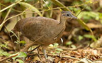 Grand Tinamou