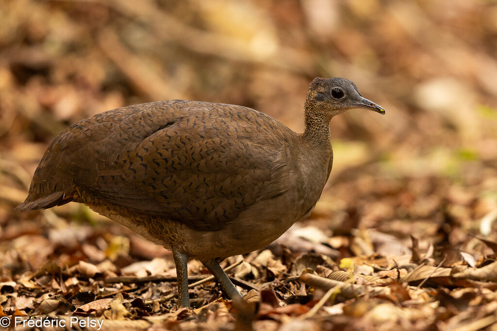 Grand Tinamou