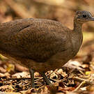 Grand Tinamou