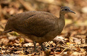 Great Tinamou