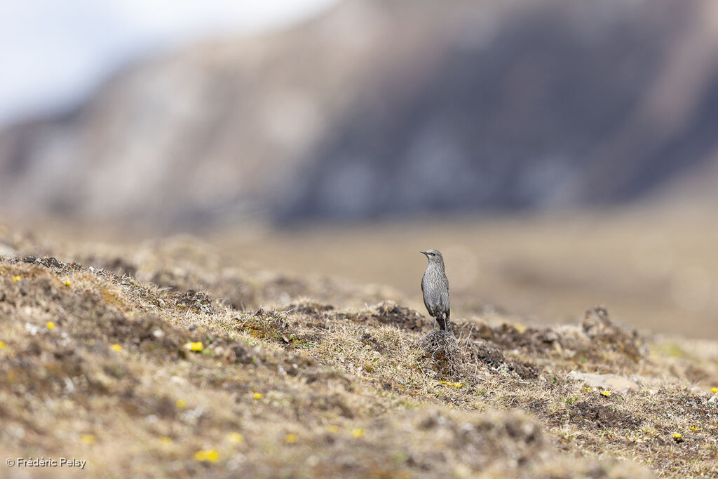 Grandala bleu femelle