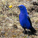 Grandala bleu