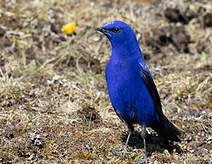 Grandala bleu