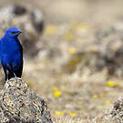 Grandala bleu