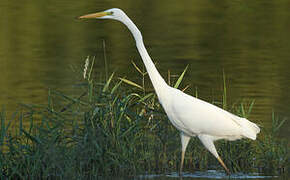 Grande Aigrette