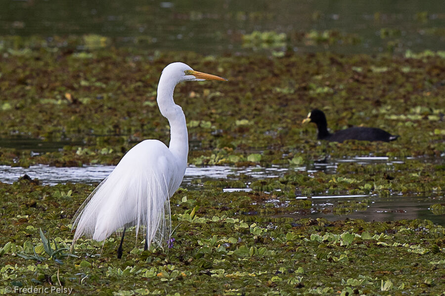 Grande Aigrette