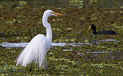 Grande Aigrette