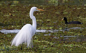 Grande Aigrette