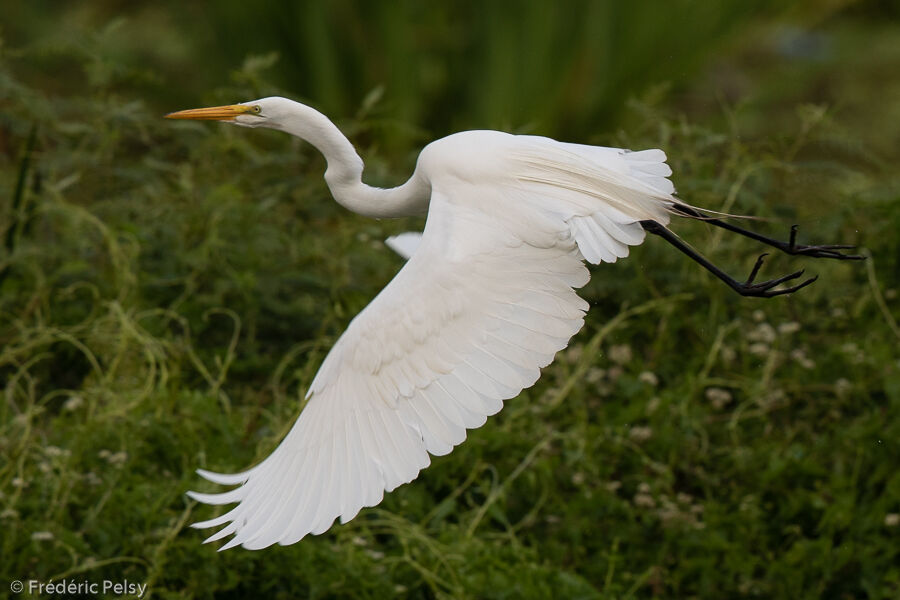 Great Egret, Flight