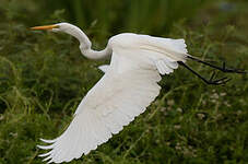 Grande Aigrette