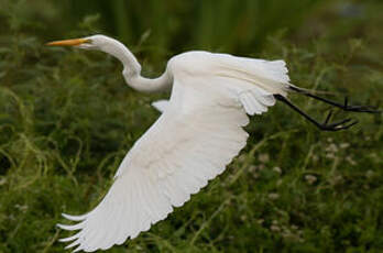 Grande Aigrette