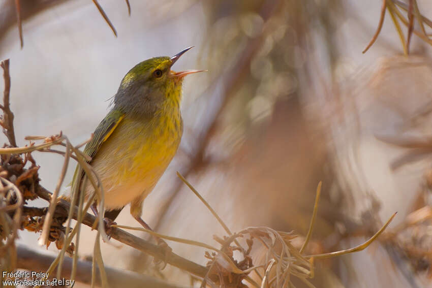 Stripe-throated Jeryadult, identification