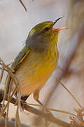 Stripe-throated Jery