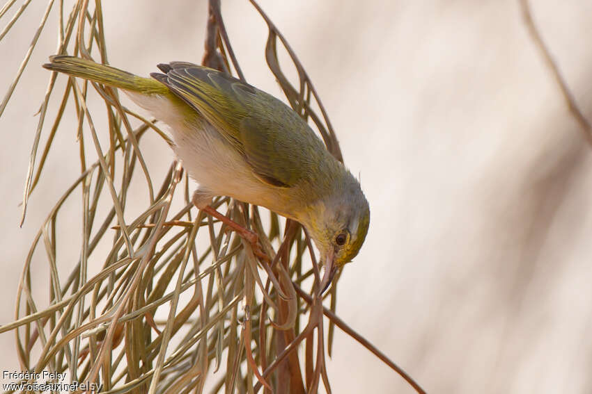 Grande Éroesseadulte, identification