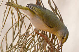 Stripe-throated Jery