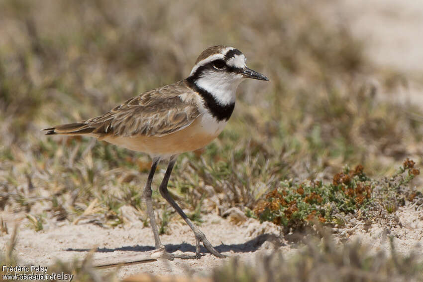 Madagascan Ploveradult, identification