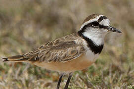 Madagascar Plover