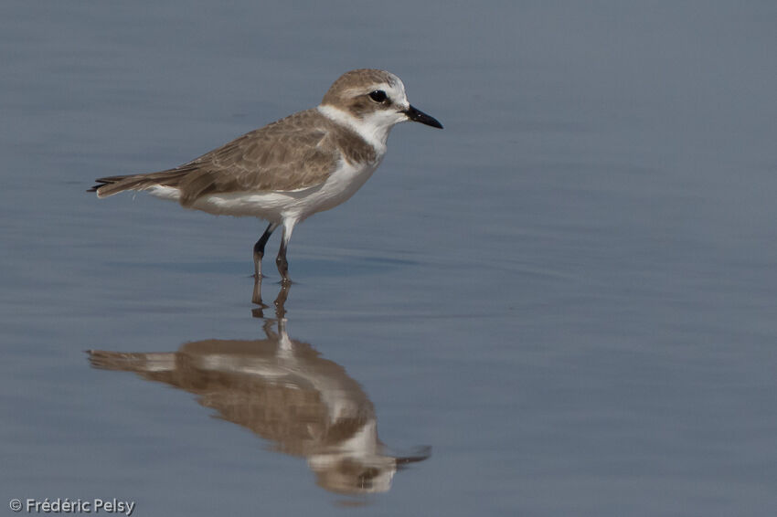 Kentish Plover