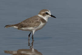 Kentish Plover