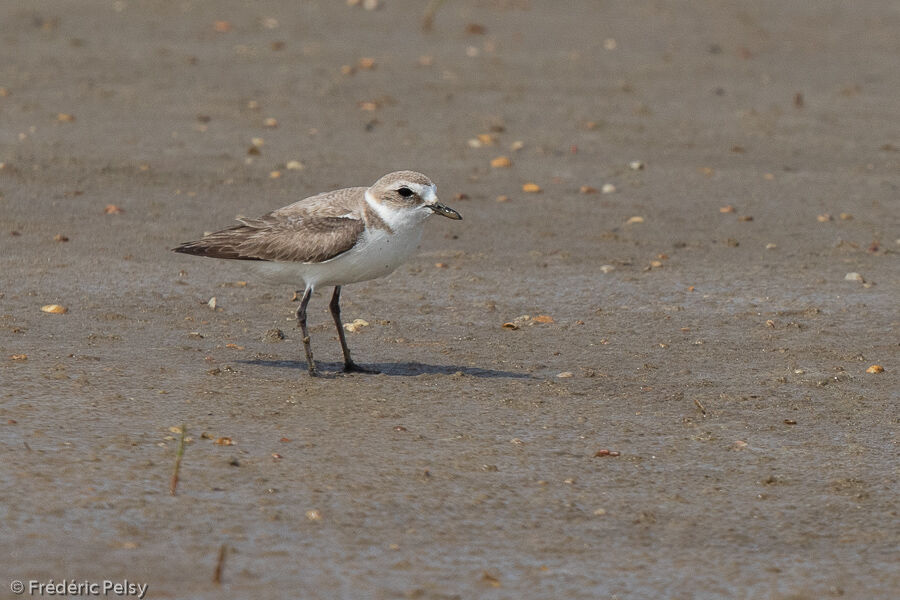 Kentish Plover