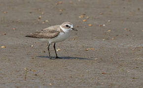 Kentish Plover