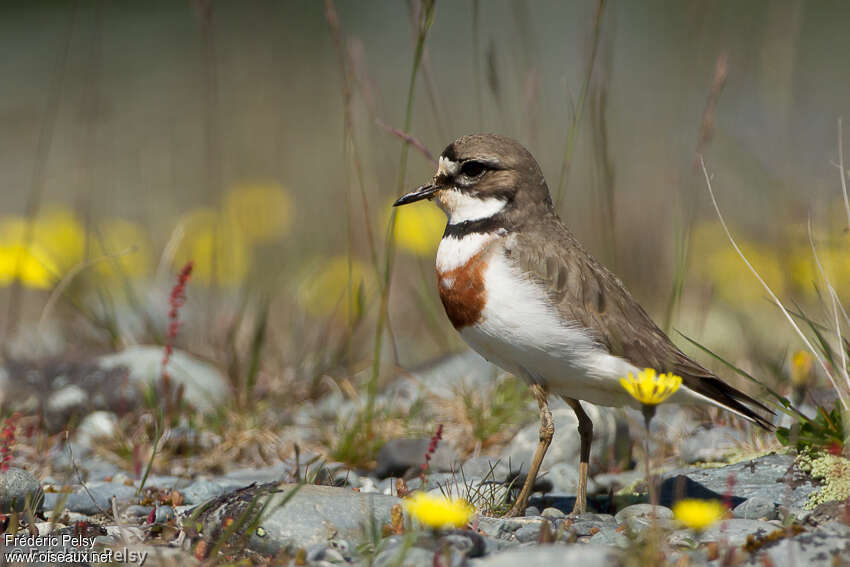 Double-banded Plover male adult, identification