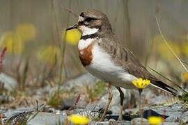 Double-banded Plover