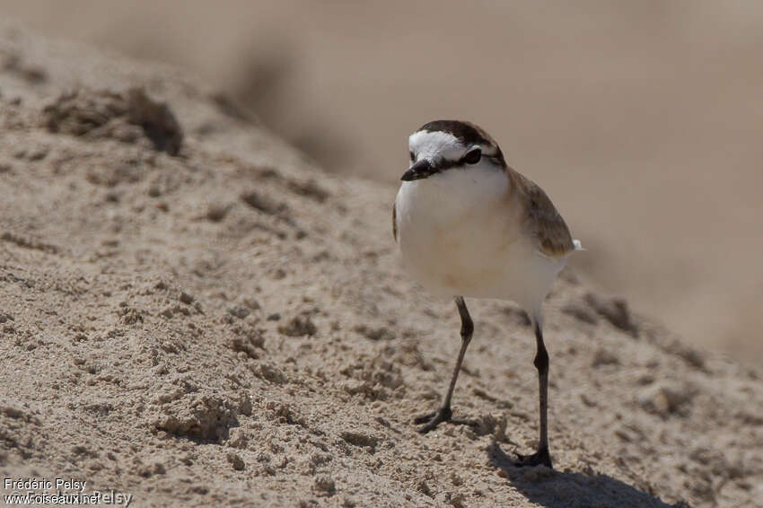 White-fronted Ploveradult