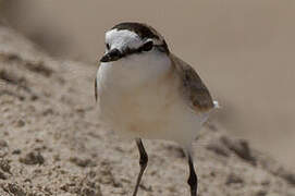 White-fronted Plover