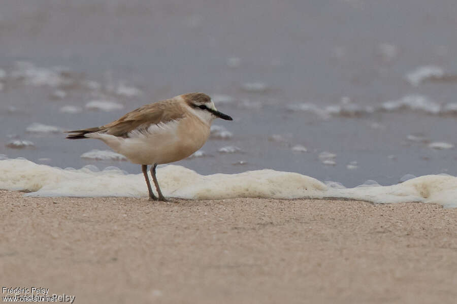 White-fronted Ploveradult, identification