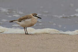 White-fronted Plover