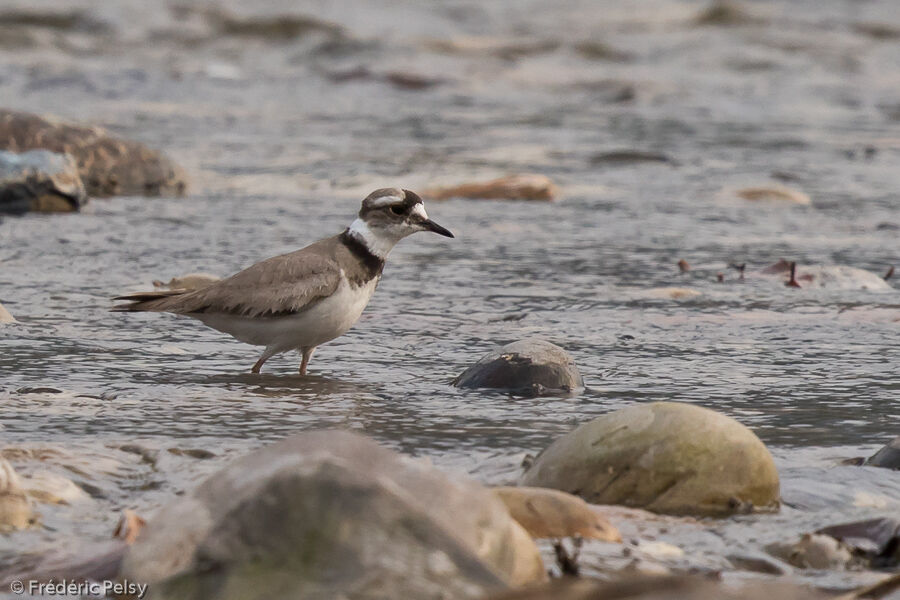 Long-billed Ploveradult