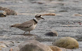 Long-billed Plover