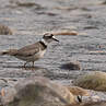 Long-billed Plover
