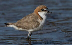 Red-capped Plover