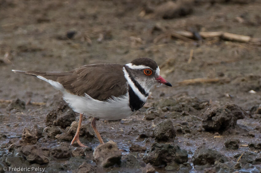 Three-banded Plover