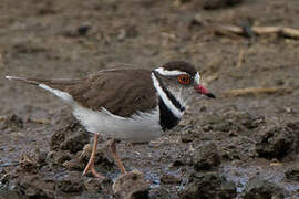 Three-banded Plover