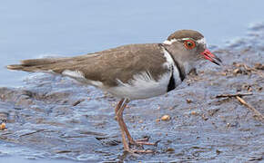 Three-banded Plover